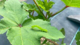 【オクラの葉に潜む毛虫】フタトガリアオイガの幼虫と安全な駆除・予防ガイド