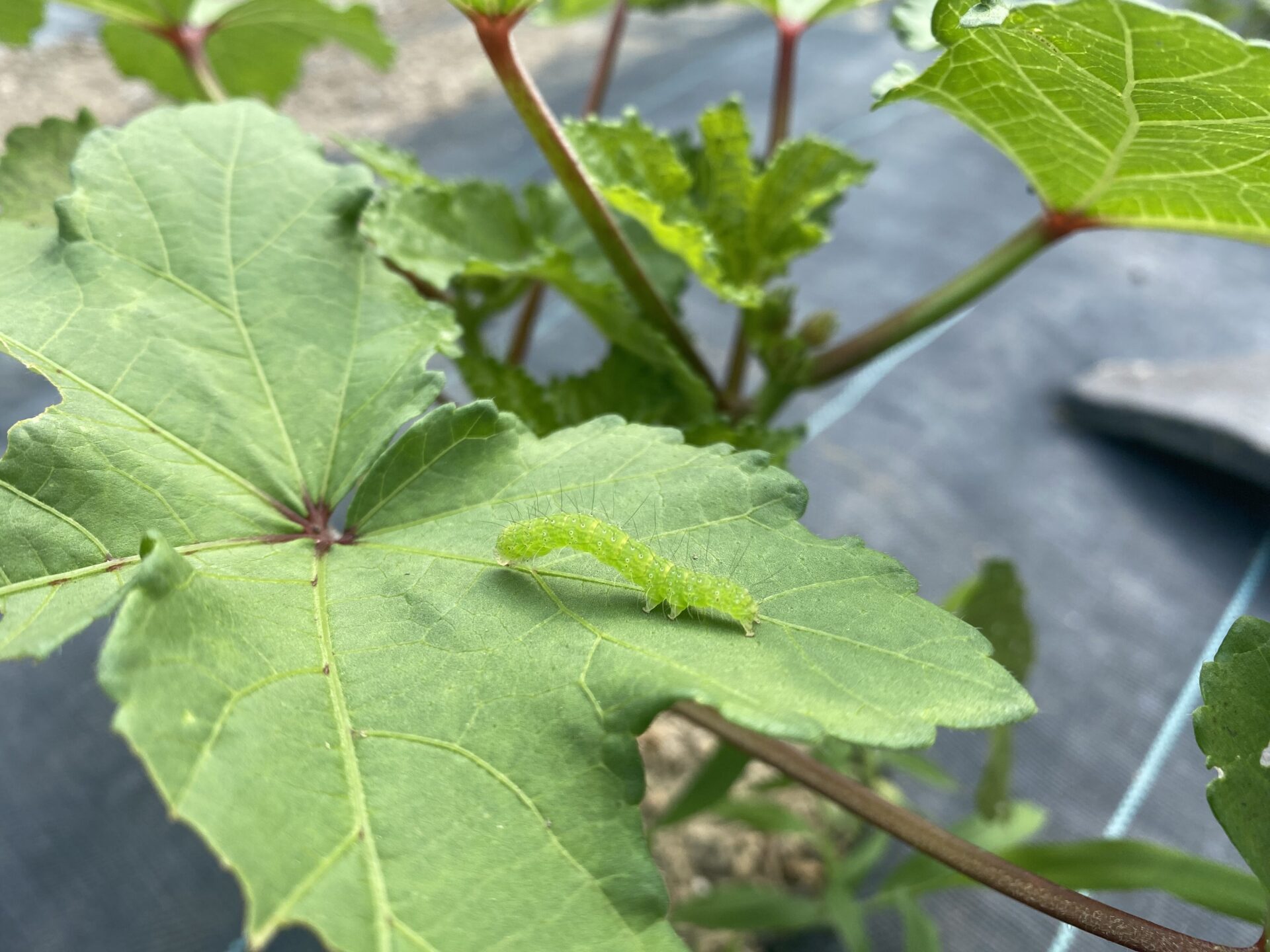 いろはに農園で発見したフタトガリアオイガの幼虫