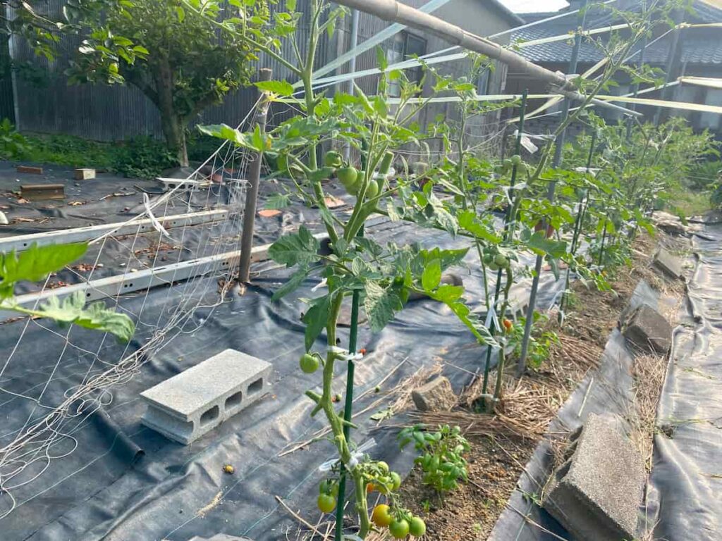 いろはに農園で行ったトマトの剪定