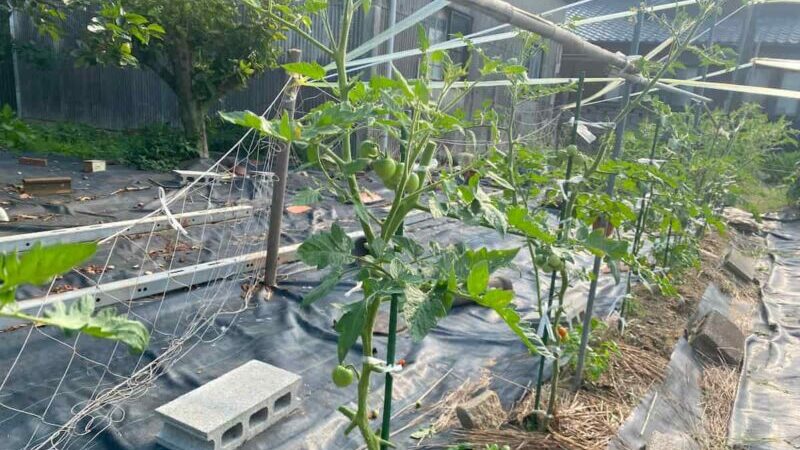 いろはに農園で行ったトマトの剪定