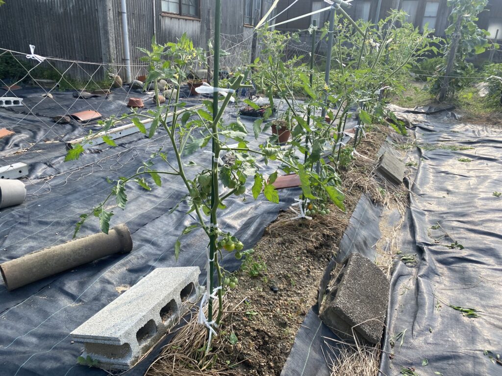 いろはに農園で行ったトマトの剪定