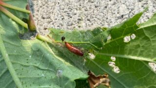 🍃 オクラの葉が丸まる「ハマキムシ被害」への対処ガイド🍃