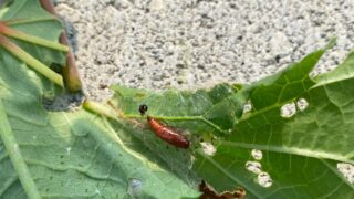 🍃 オクラの葉が丸まる「ハマキムシ被害」への対処ガイド🍃