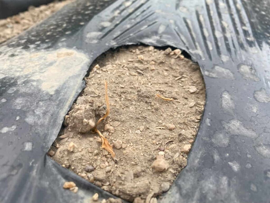 発芽後に枯れてしまったトウモロコシ