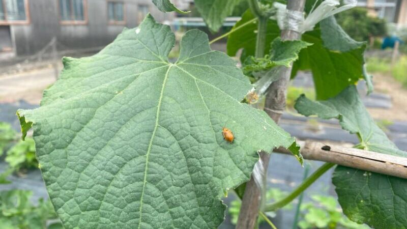 キュウリの葉にいるウリハムシの写真②