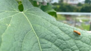【キュウリやスイカの葉がボロボロ！？】ウリハムシの被害と今すぐできる対策