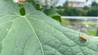 【キュウリやスイカの葉がボロボロ!?】ウリハムシの被害と今すぐできる対策