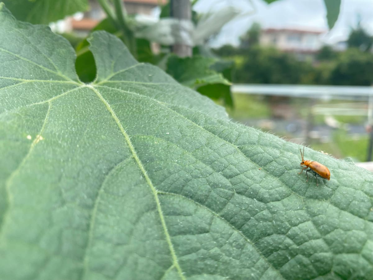 キュウリの葉にいるウリハムシの写真①