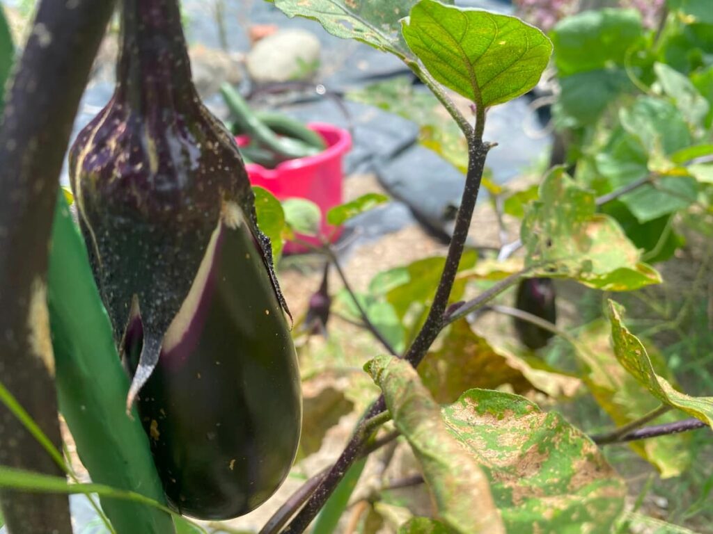 てんとうむしだましの幼虫の写真①