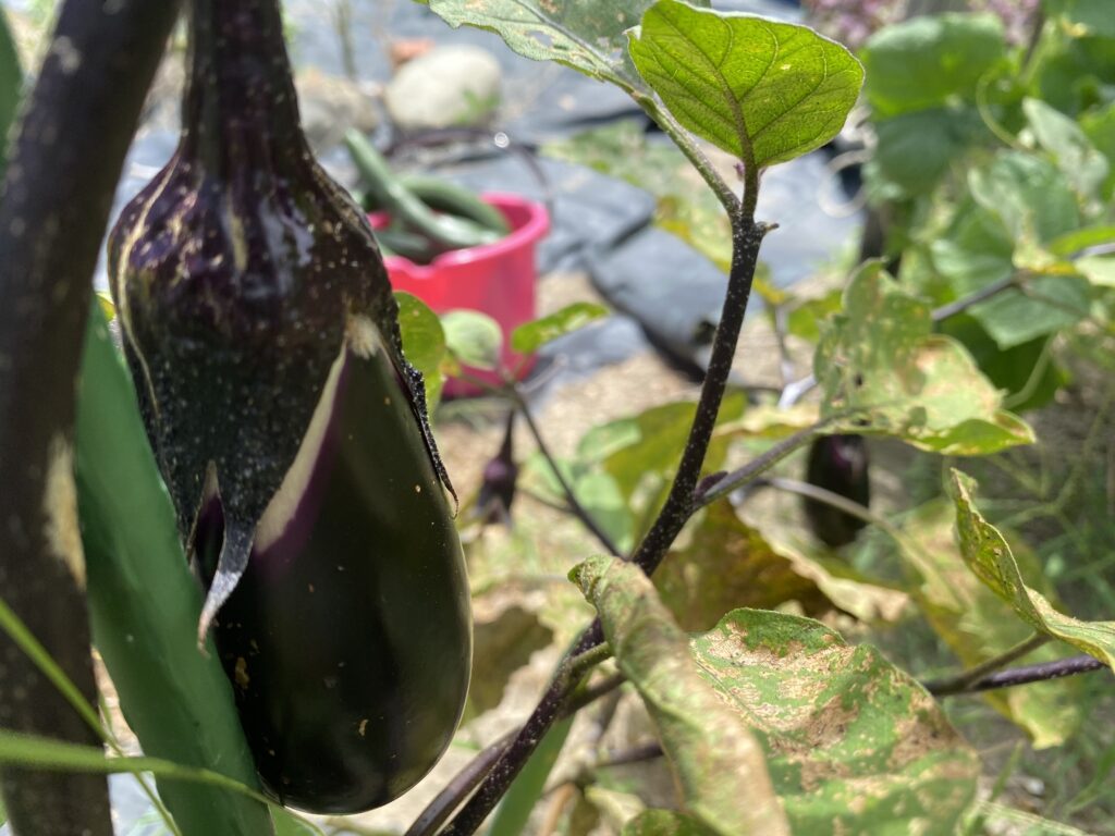 てんとうむしだましの幼虫の写真①
