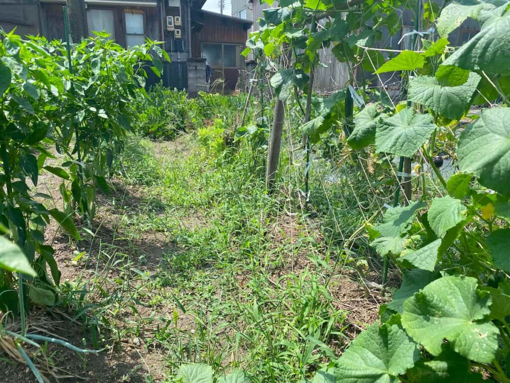 いろはに農園に生えた雑草①