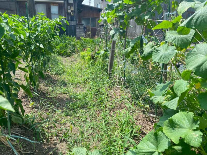 いろはに農園に生えた雑草①