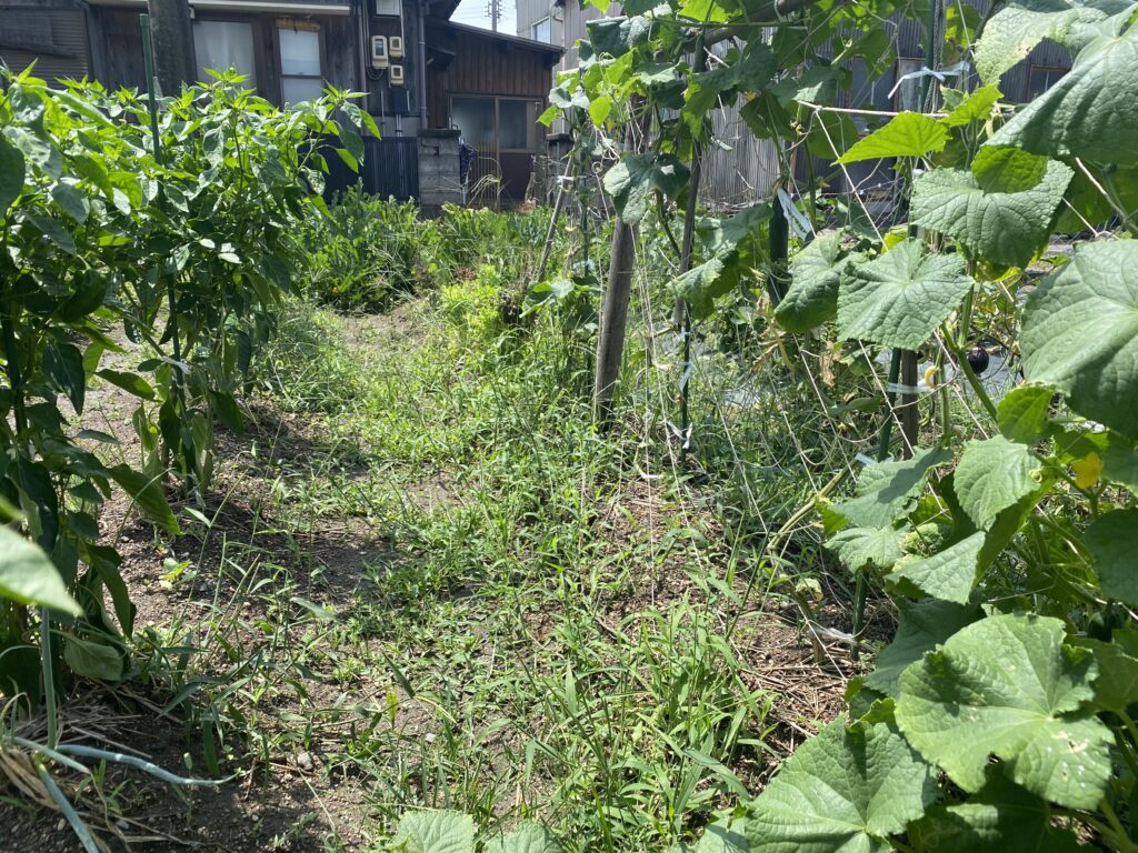 いろはに農園に生えた雑草①