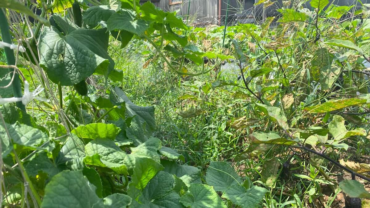 いろはに農園に生えた雑草②