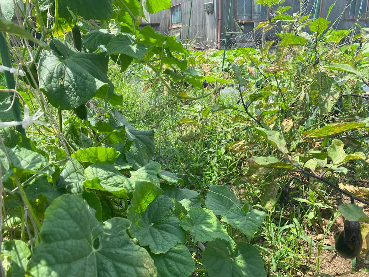 いろはに農園に生えた雑草②