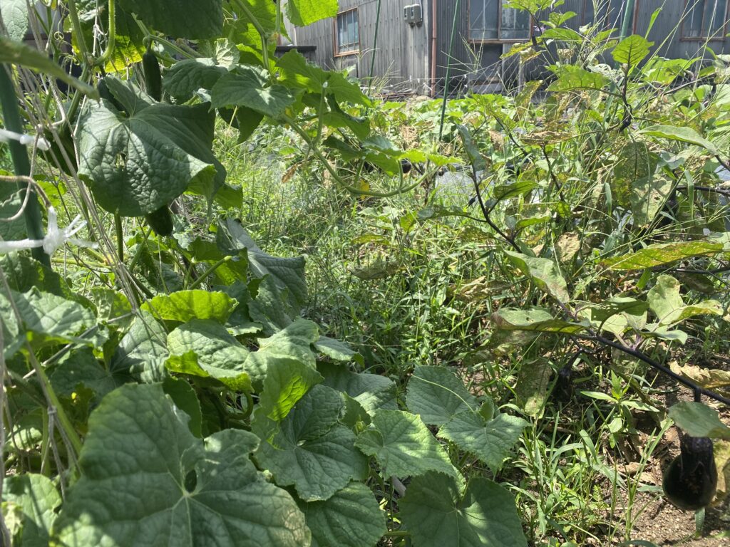 いろはに農園に生えた雑草②