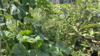 【家庭菜園でも油断禁物】雑草を放っておくとどうなるの?管理が大切な理由とは