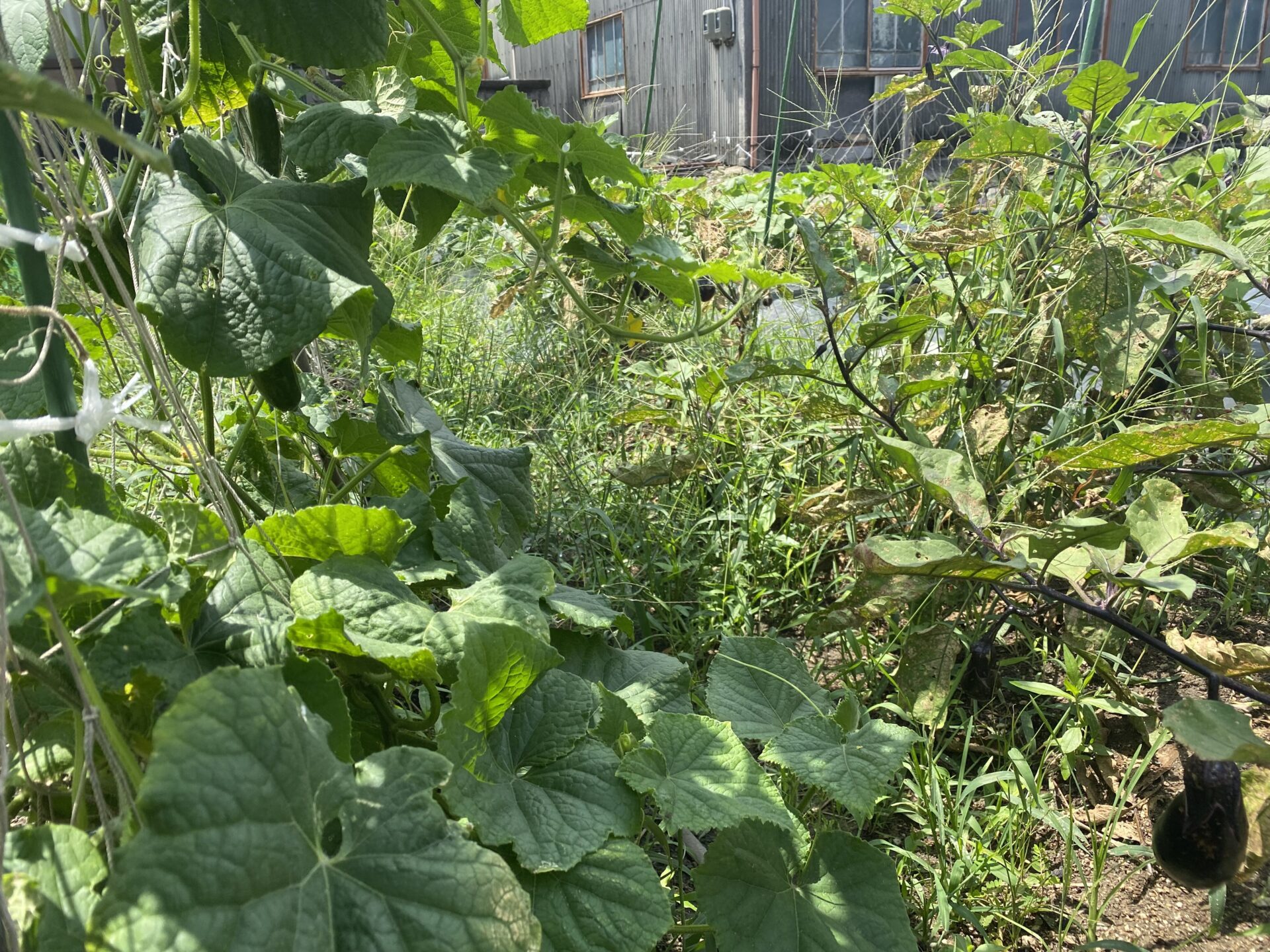 【家庭菜園でも油断禁物】雑草を放っておくとどうなるの？管理が大切な理由とは