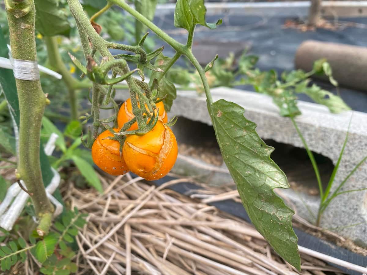裂果したミニトマト②