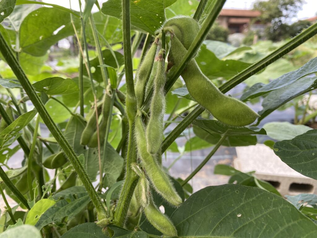 いろはに農園のエダマメ