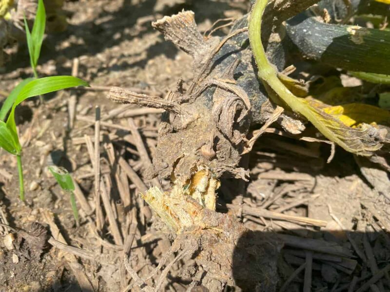 茎が折れてしましたズッキーニの苗