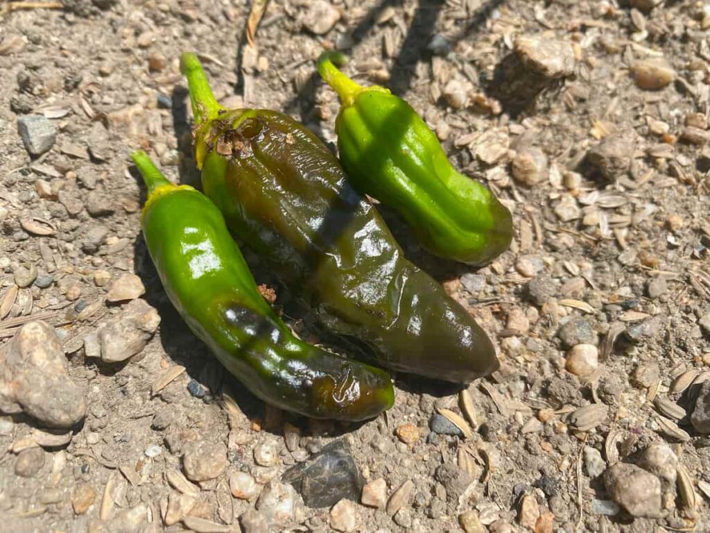 ししとうの尻枯れ①