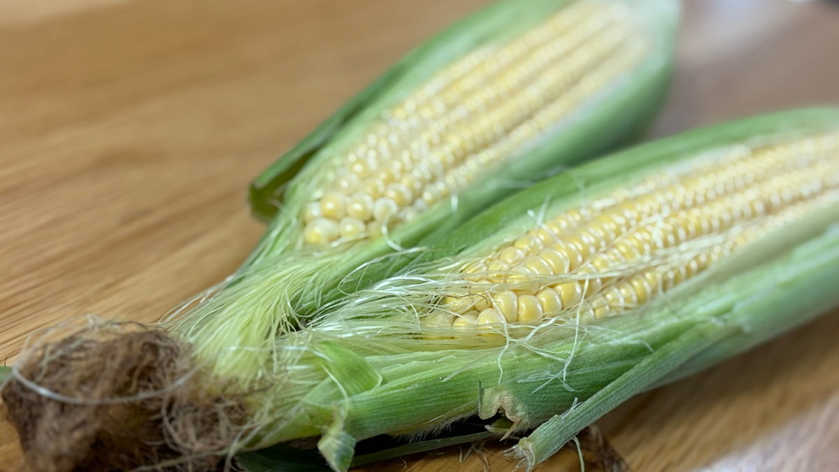 いろはに農園で収穫したトウモロコシ