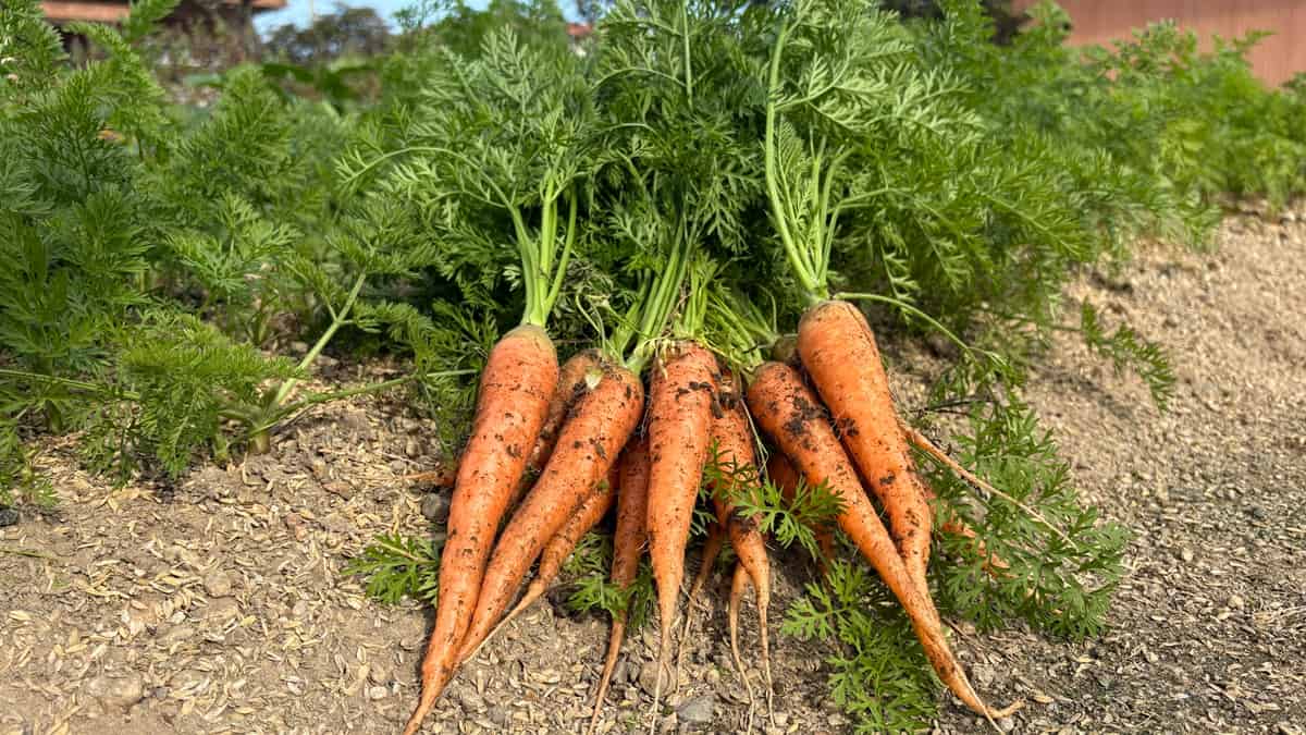 いろはに農園で収穫したニンジン