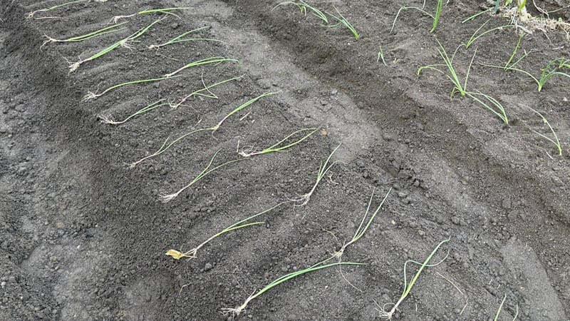 タマネギの定植間隔