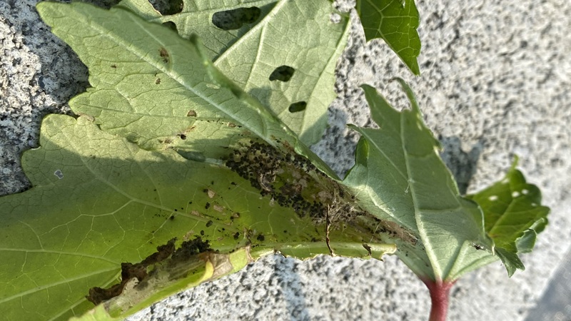 ハマキムシの黒いフン