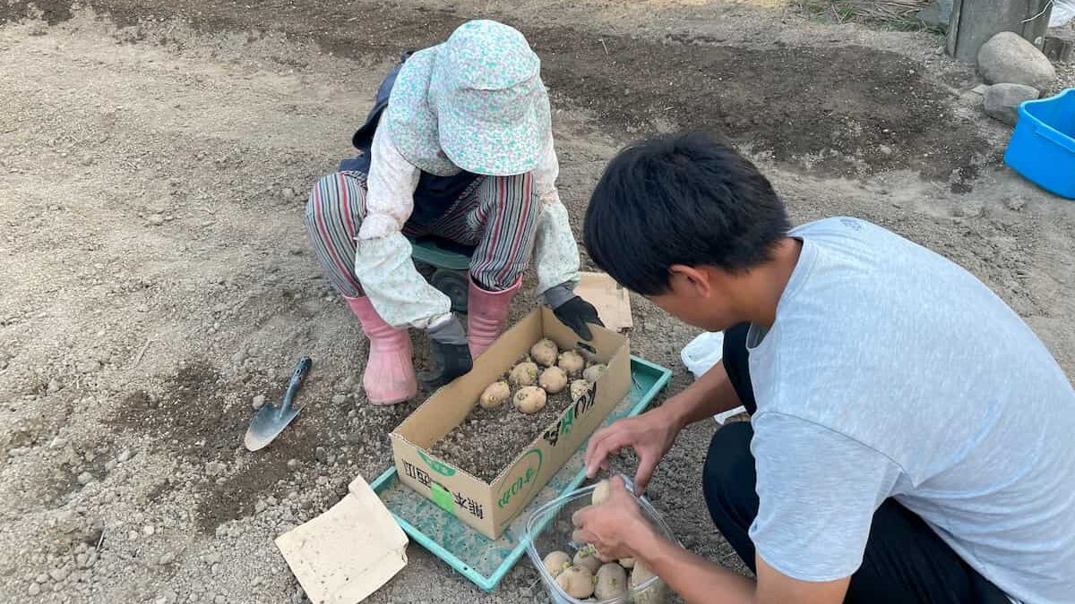 【初心者でも安心!】秋じゃがいも栽培ガイド〜タネイモは切らないで〜