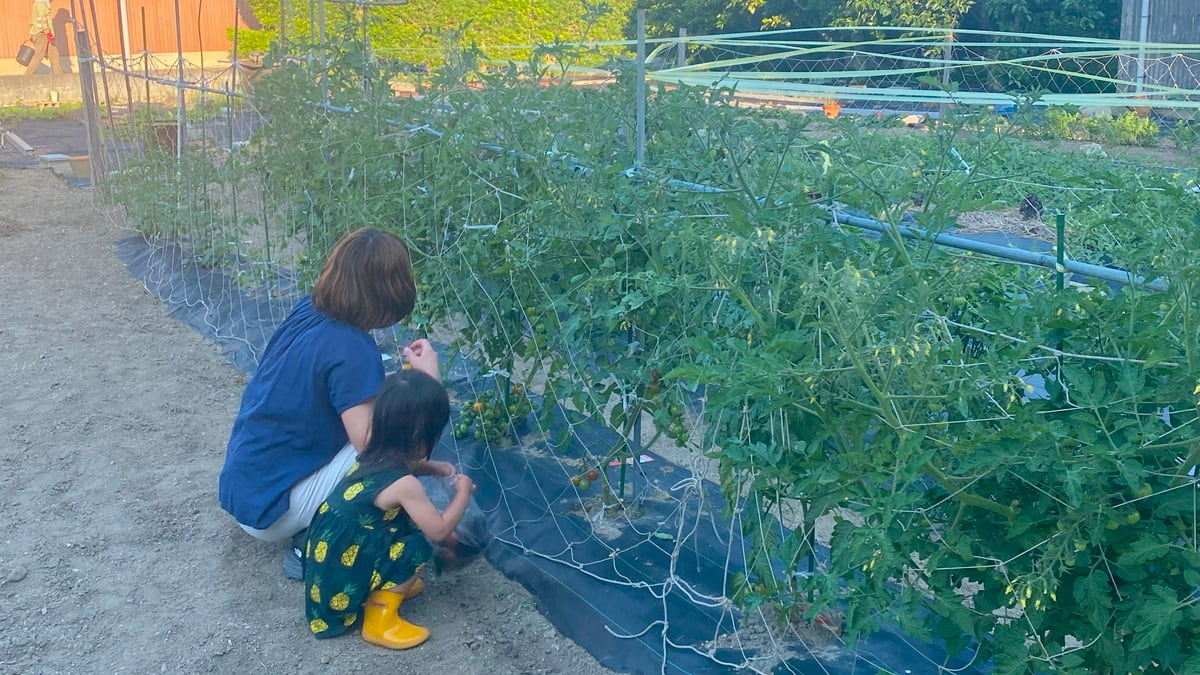 【家庭菜園のやさしい獣害対策】いろはに農園のキツネ・タヌキ・イタチ対策——