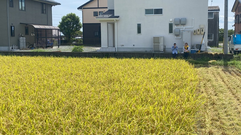 いろはに農園で家族と一緒に行う、秋の稲刈り作業の様子。
