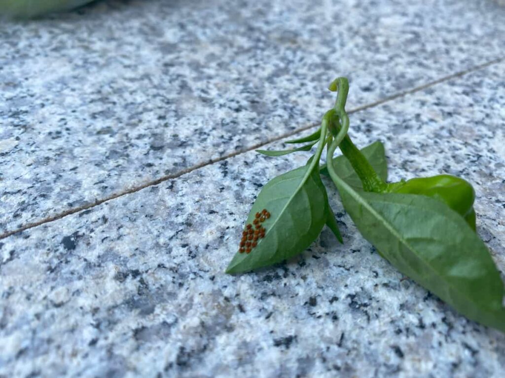 カメムシの卵1