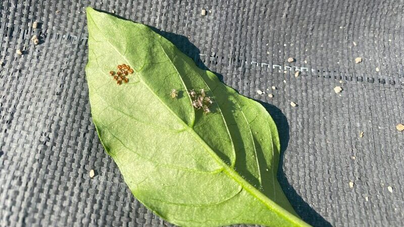 カメムシの卵が孵化した様子