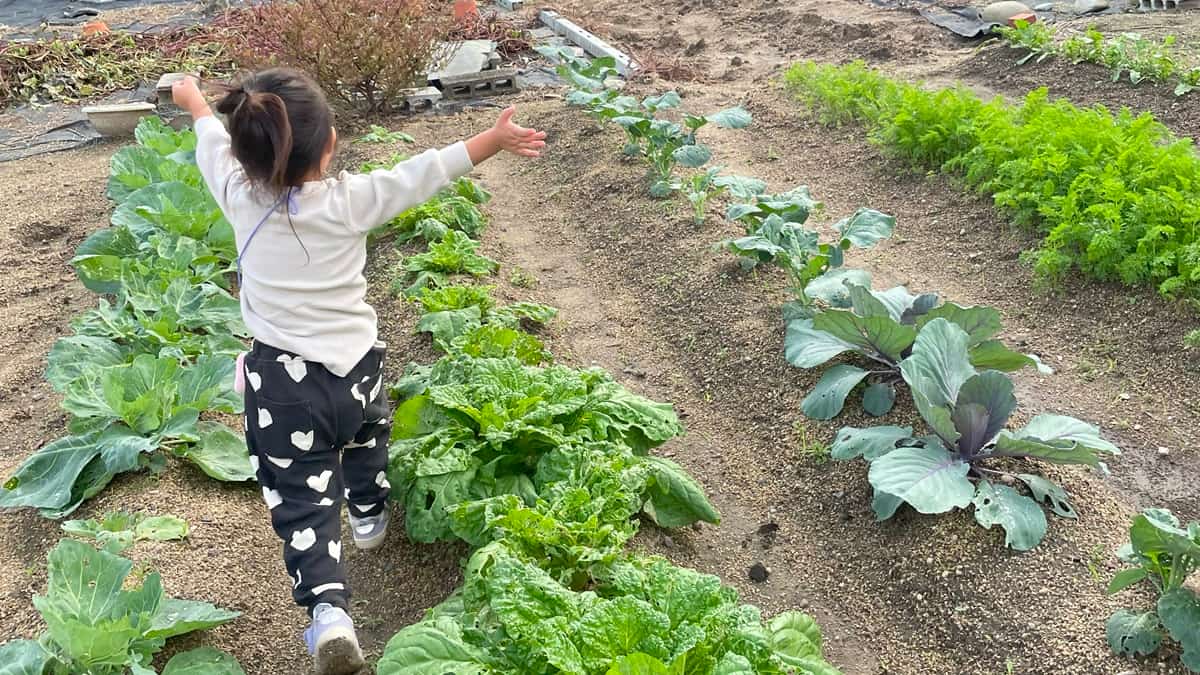秋から始めるの家庭菜園——おすすめ野菜10選と家庭菜園カレンダー