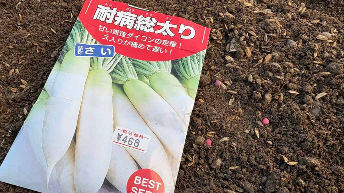 大根のタネ播き風景