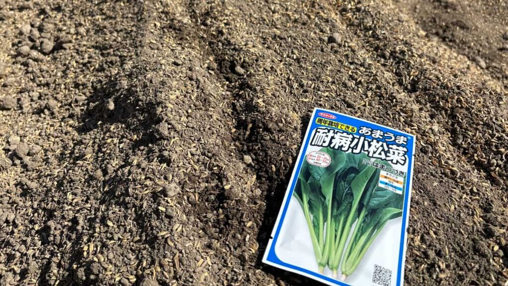 コマツナ（あまうま）のすじ播き