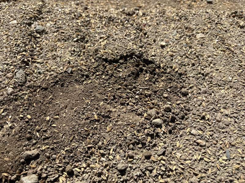 ダイコンの直播き後の覆土