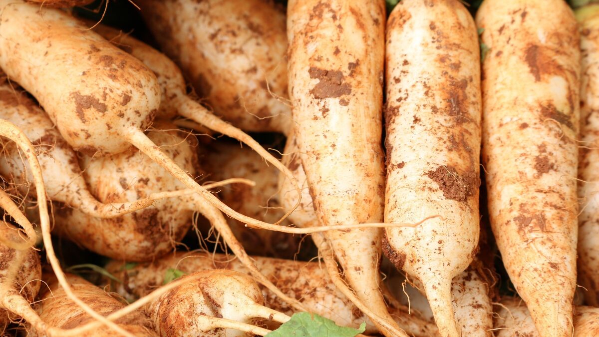 【初心者でも安心！家庭菜園で楽しむ】秋播きダイコン栽培ガイド
