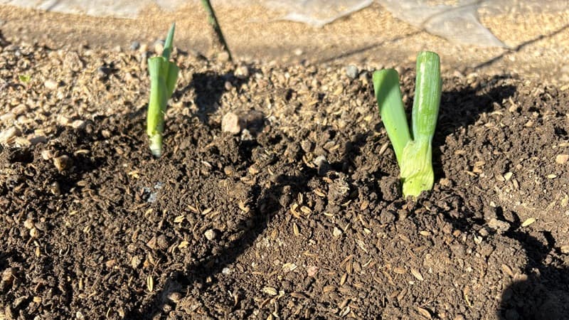 ネギの植え替え後