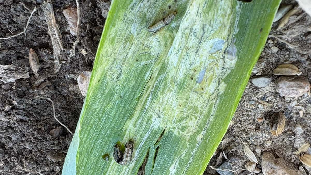 ネギの葉に白い線？それ、ネギコガの仕業かも