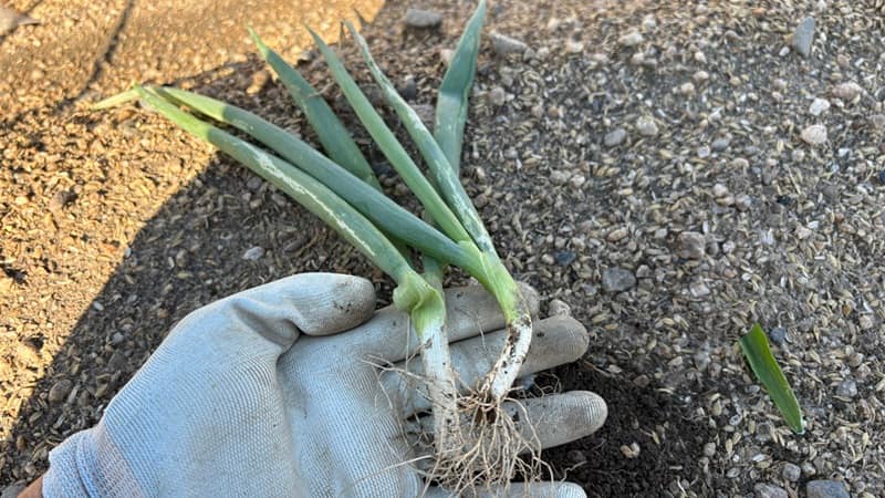 ネギコガの被害葉