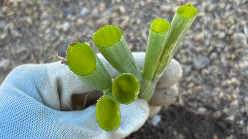 被害葉の中の確認
