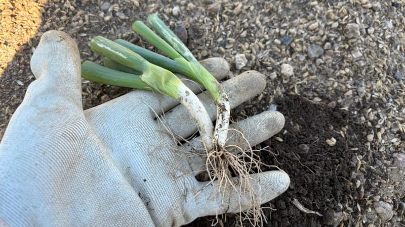 被害葉を切り落とした後