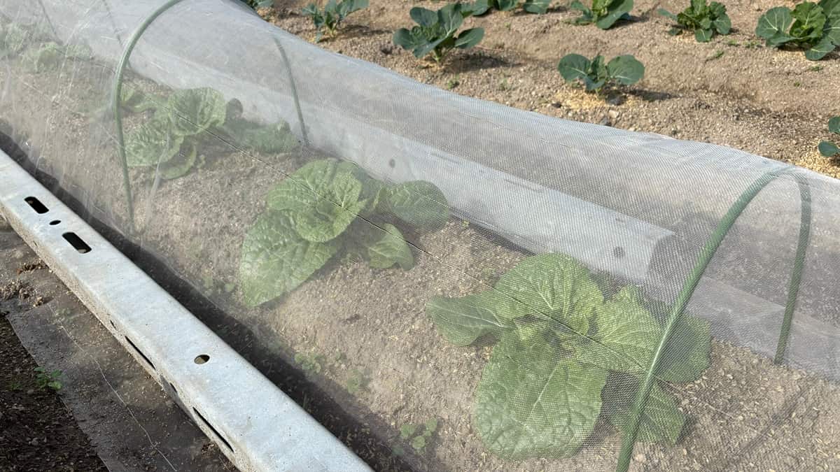 いろはに農園の白菜防寒対策