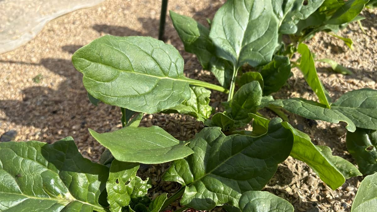 【初心者でも安心！家庭菜園で楽しむ】秋から始めるほうれん草栽培ガイド