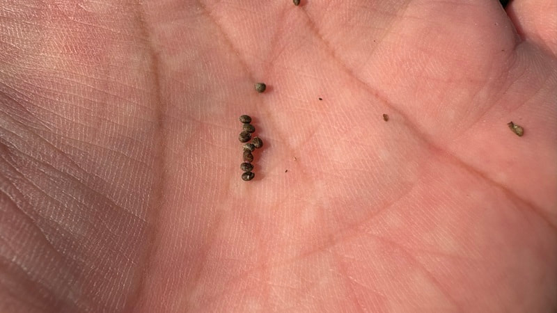 アカジソのタネ