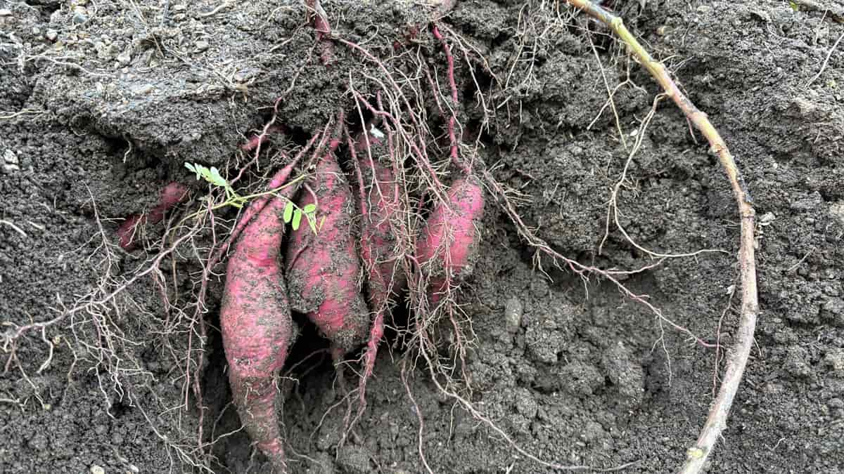 家庭菜園でもできる！サツマイモのキュアリングと保管方法