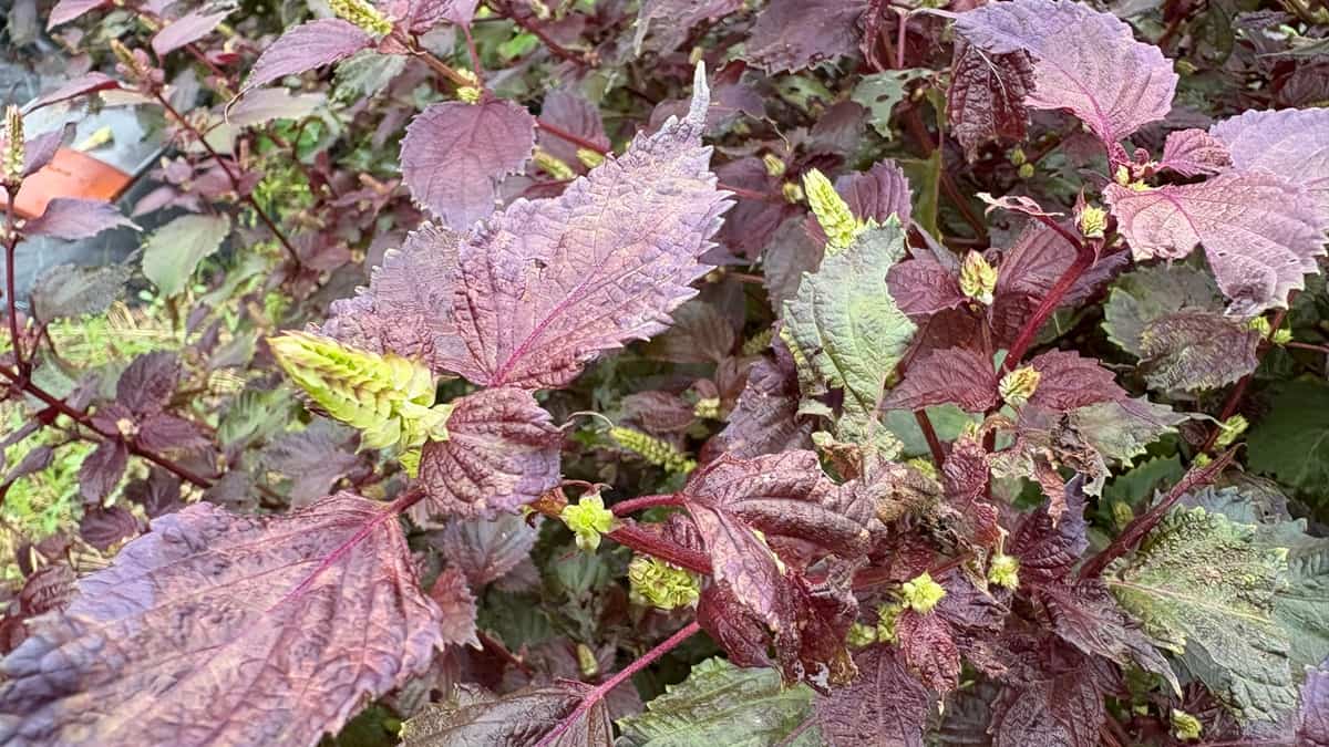 【家庭菜園】シソのタネ採りガイド〜初心者でも安心！〜